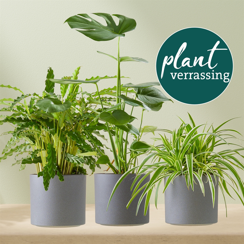 Plantverrassing