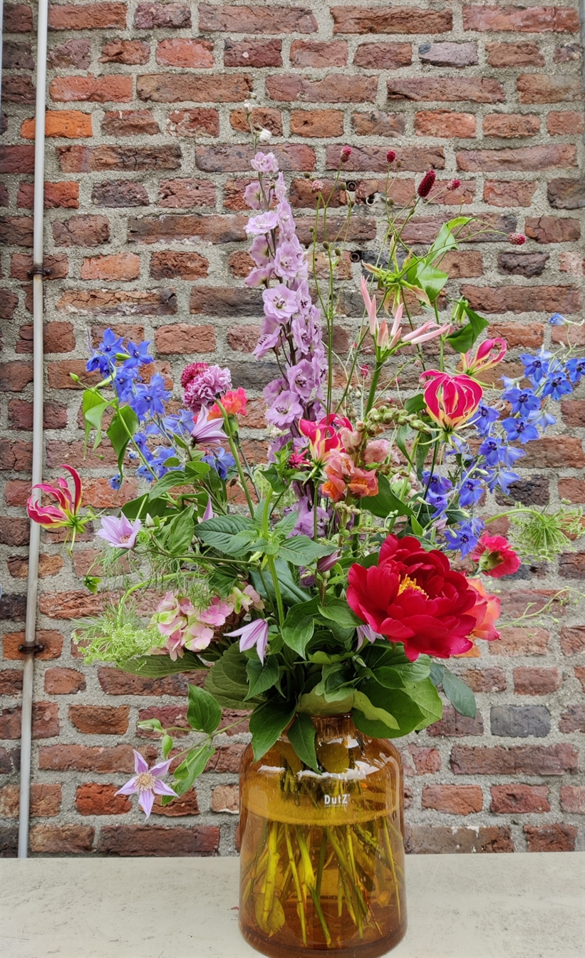 Blauw-rood geplukt
